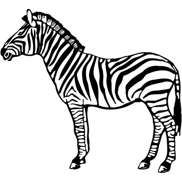 ZEBRA004 Thumbnail